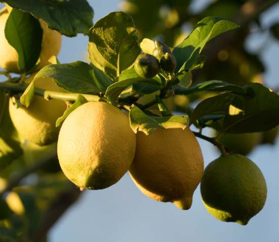 IMMERSO IN UN LIMONETO SICILIANO