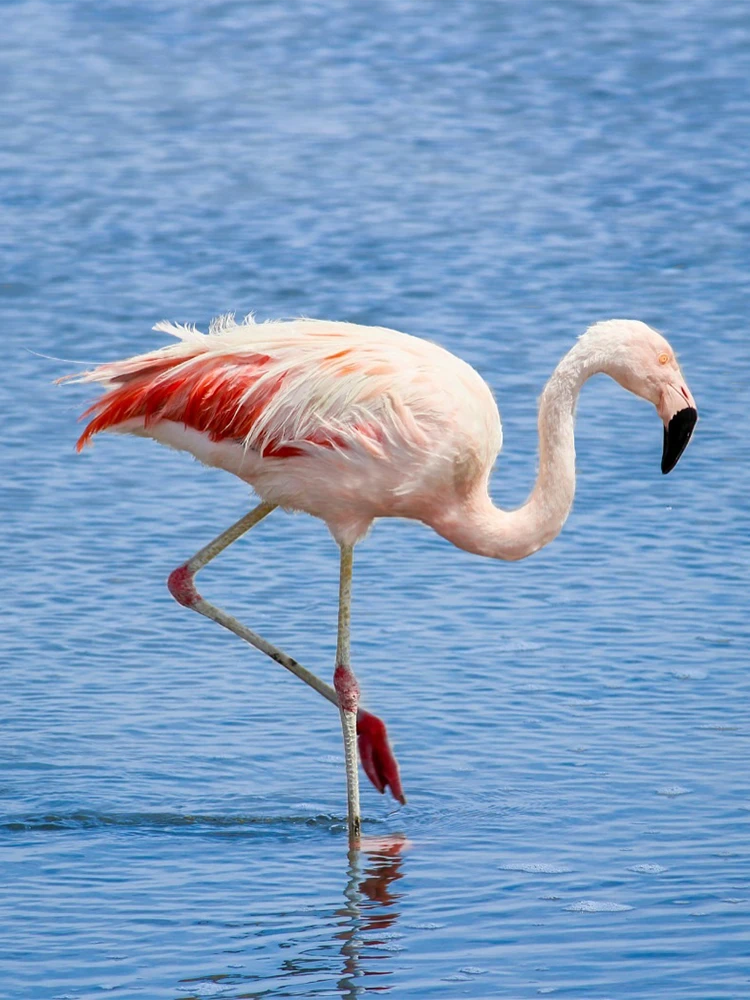 Fenicottero Riserva Vendicari